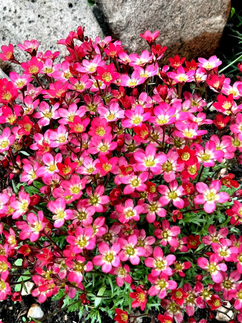 pink - red small flowers of Saxifraga arendsii