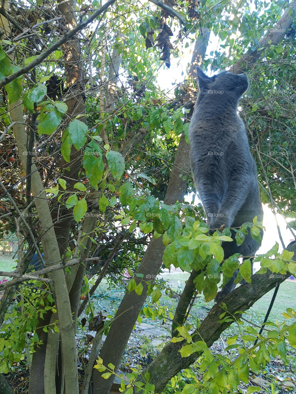 cat on a tree