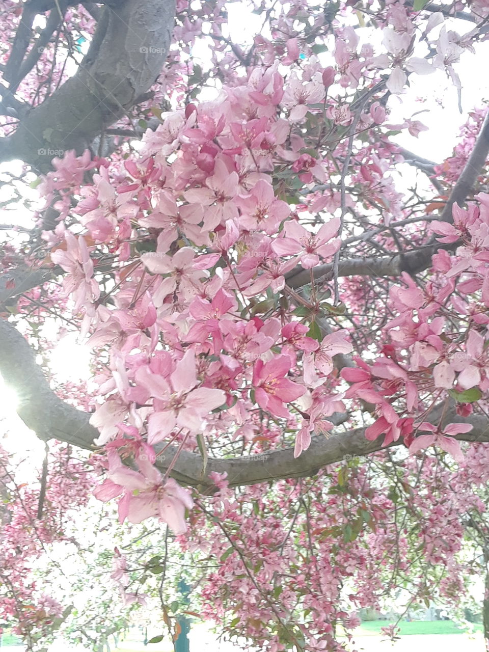 Pink Cherry Tree Blossoms