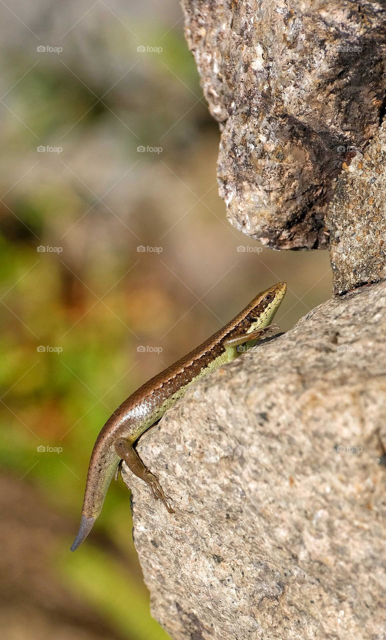 Eutropis longicaudata