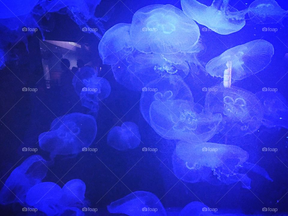 Blue jellyfish 