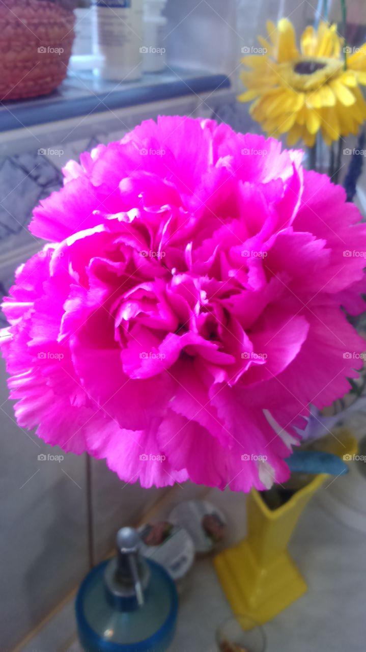 Carnation closeup