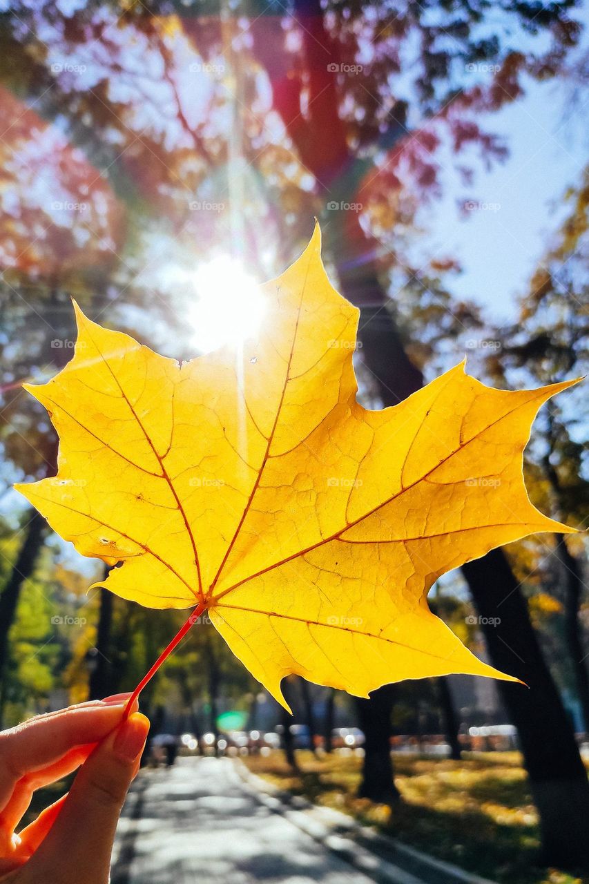 Yellow 🍁