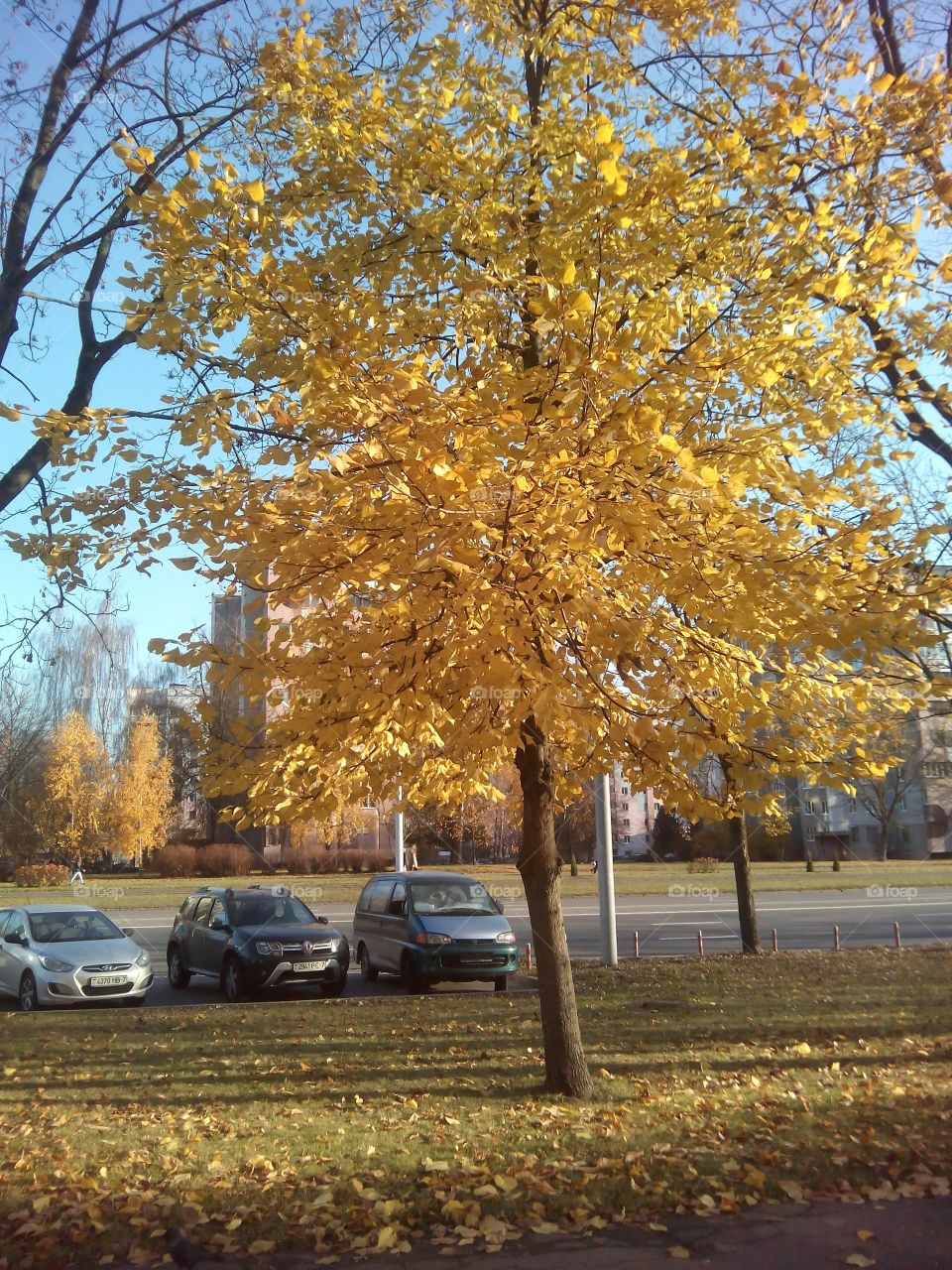 autumn tree