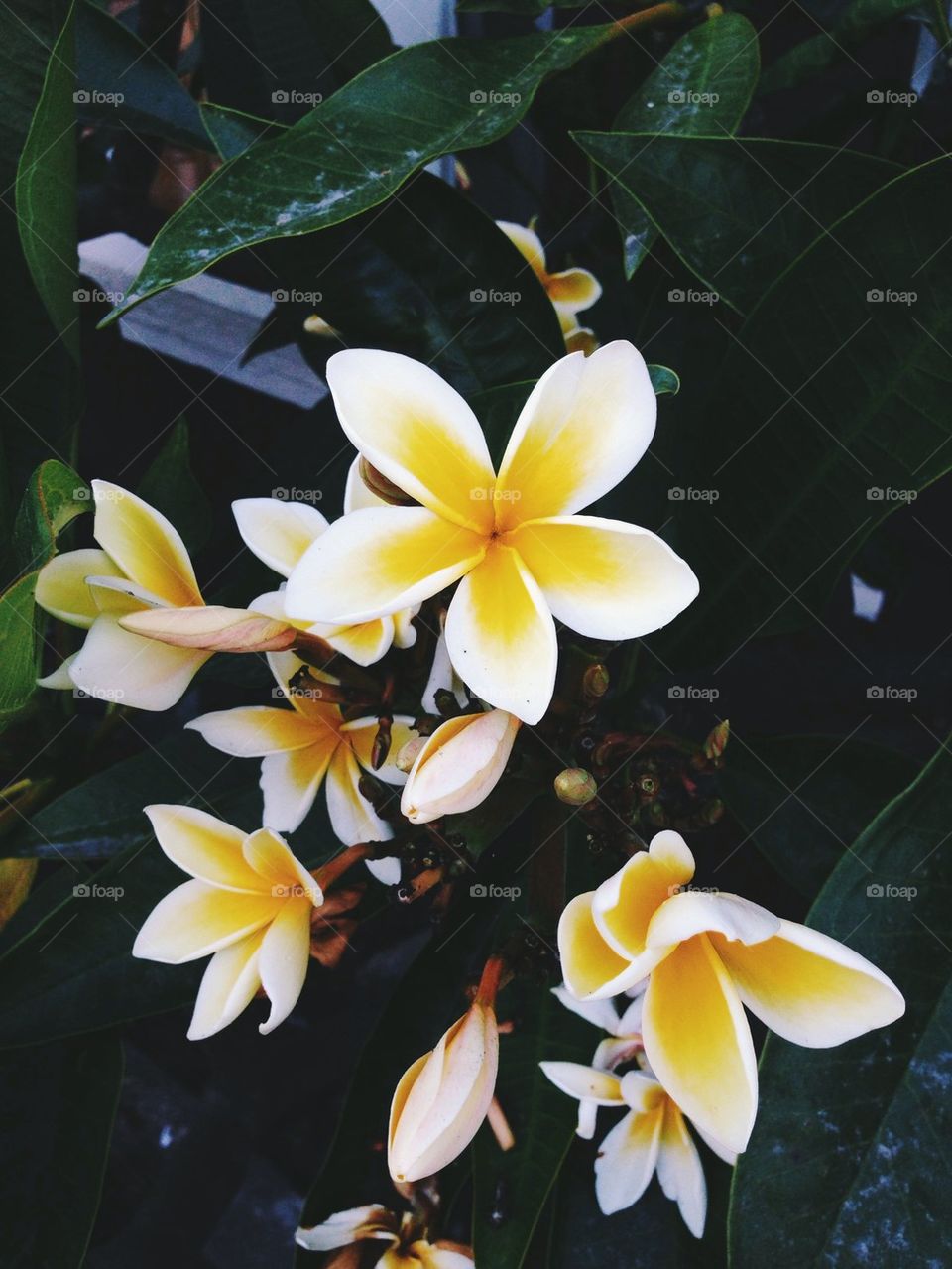 Tropical Flowers