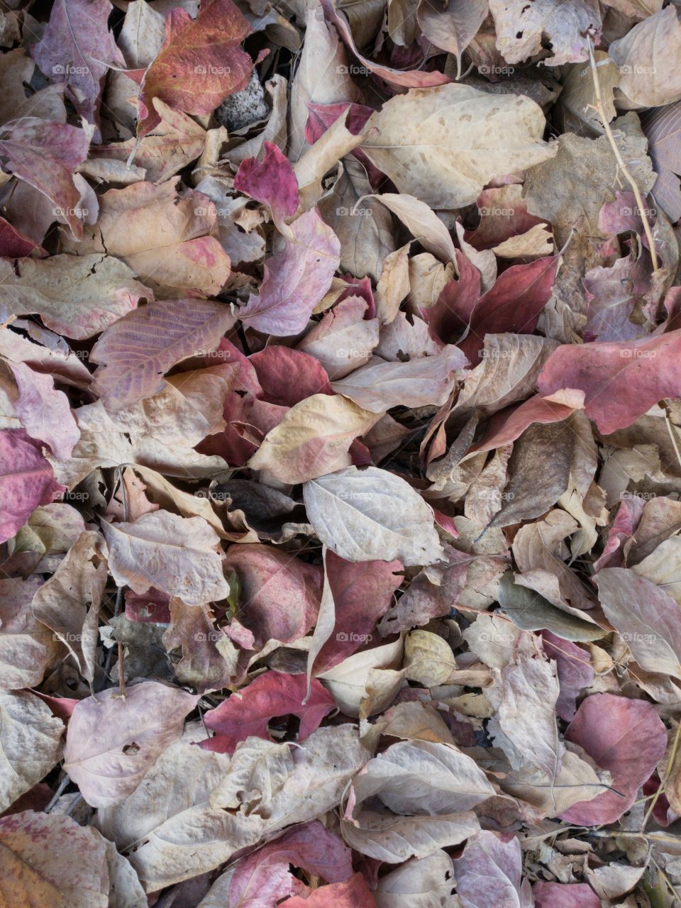 Texture, Desktop, Nature, Dry, Leaf