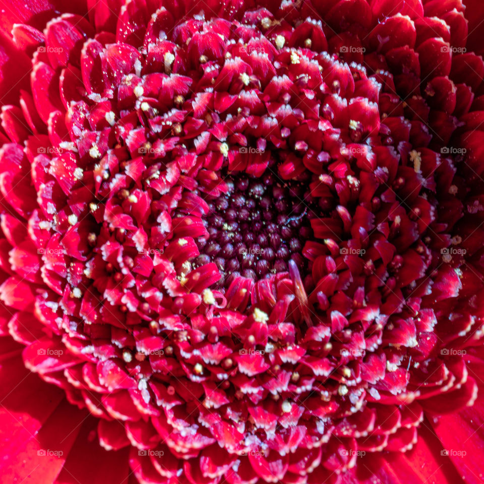 Inside the flower