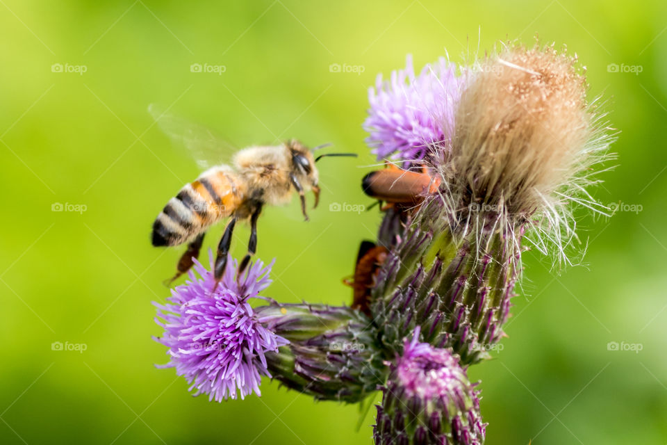 honeybee and the thistles