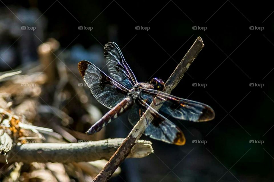 Dragonfly on branch