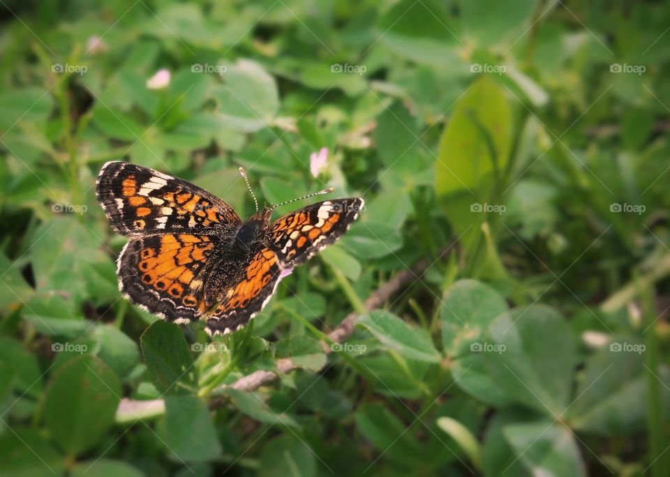 Butterfly landing in clover