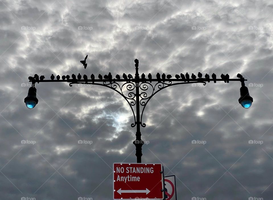 Pigeons perched on a lamppost above a “No Standing” sign