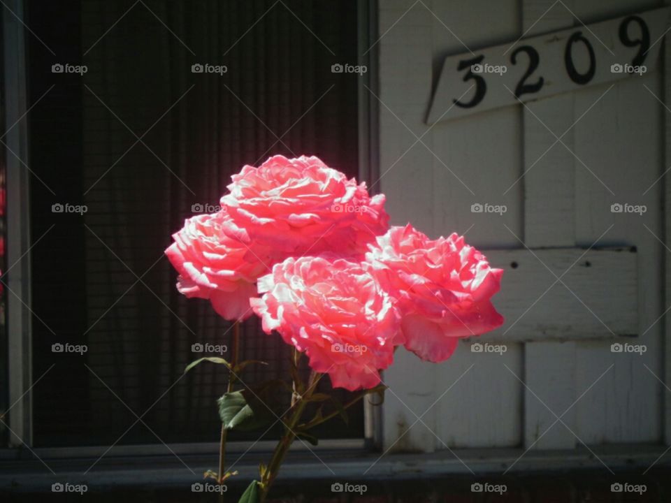 Beautiful roses that grow in my front and back yard captured by me.