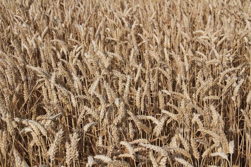 Harvesting time . Wheat fields 