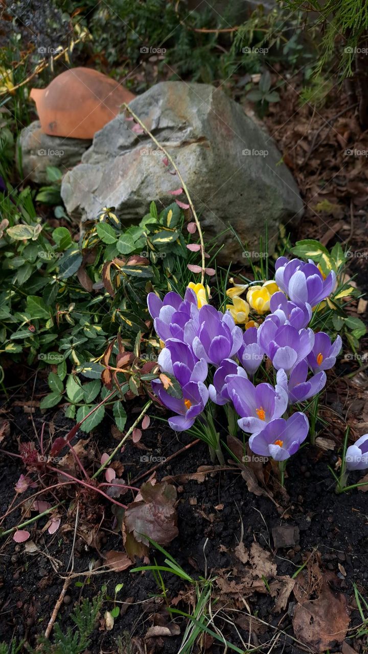 spring flowers