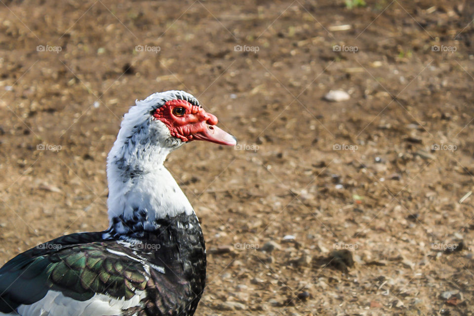 The red face of a Muscovy duck stands out against his white feathered head 