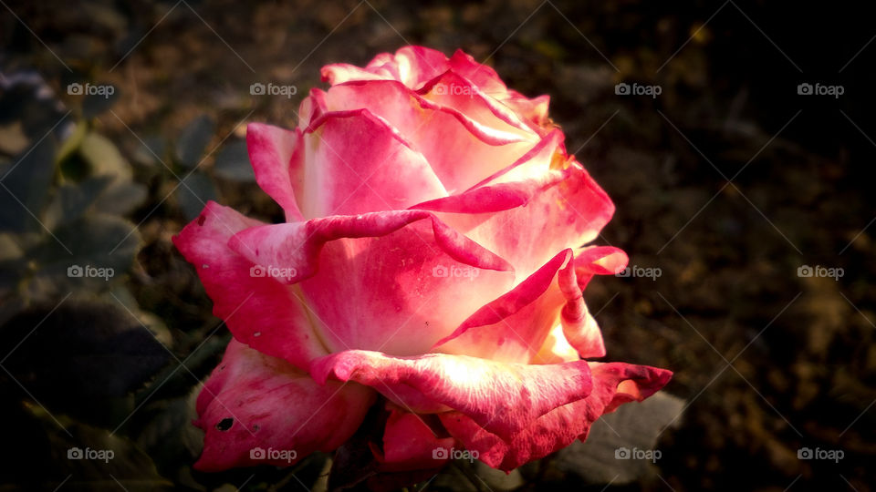Beautiful rose flower with different shades of color and natural background