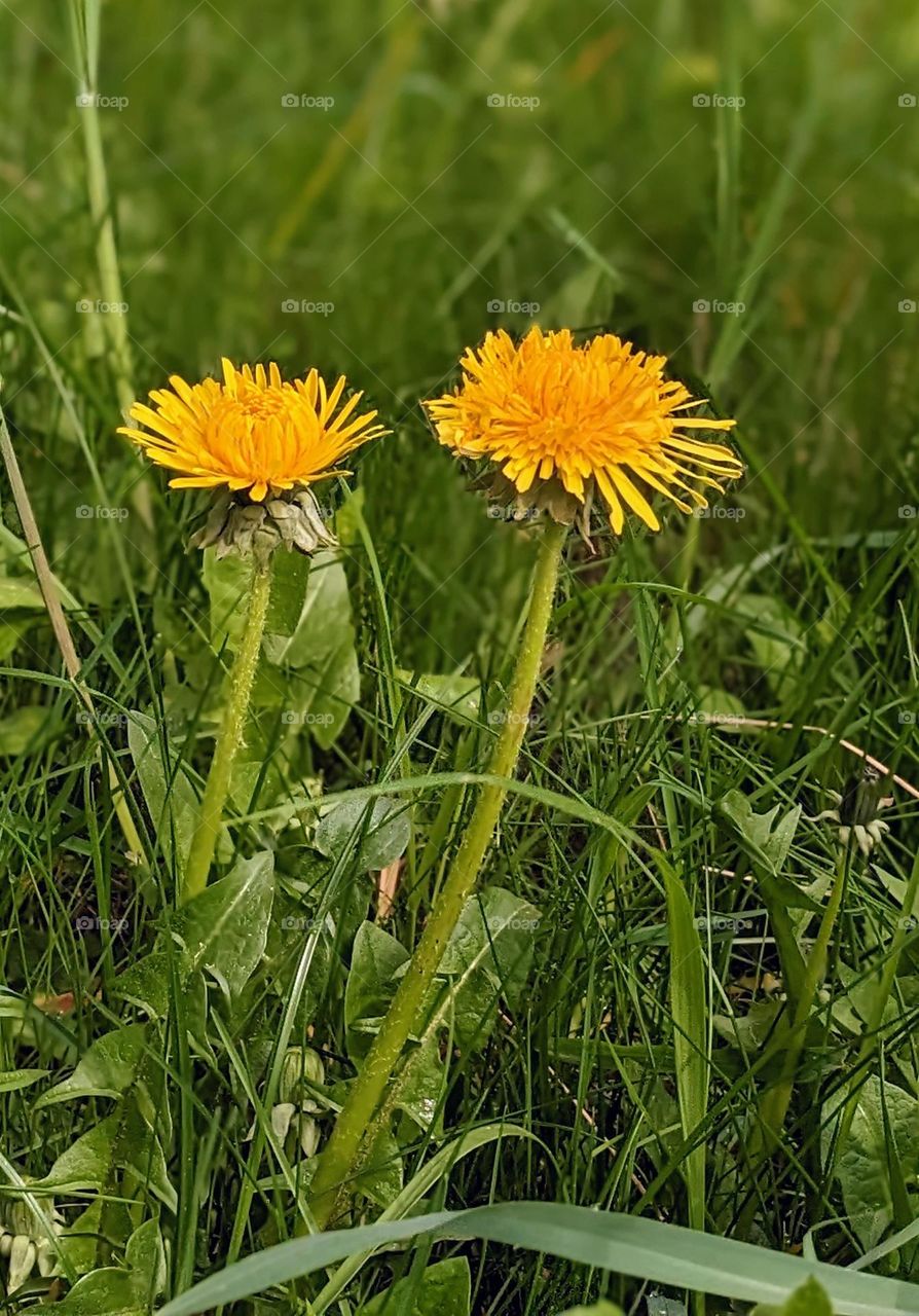 Dandelion flowers