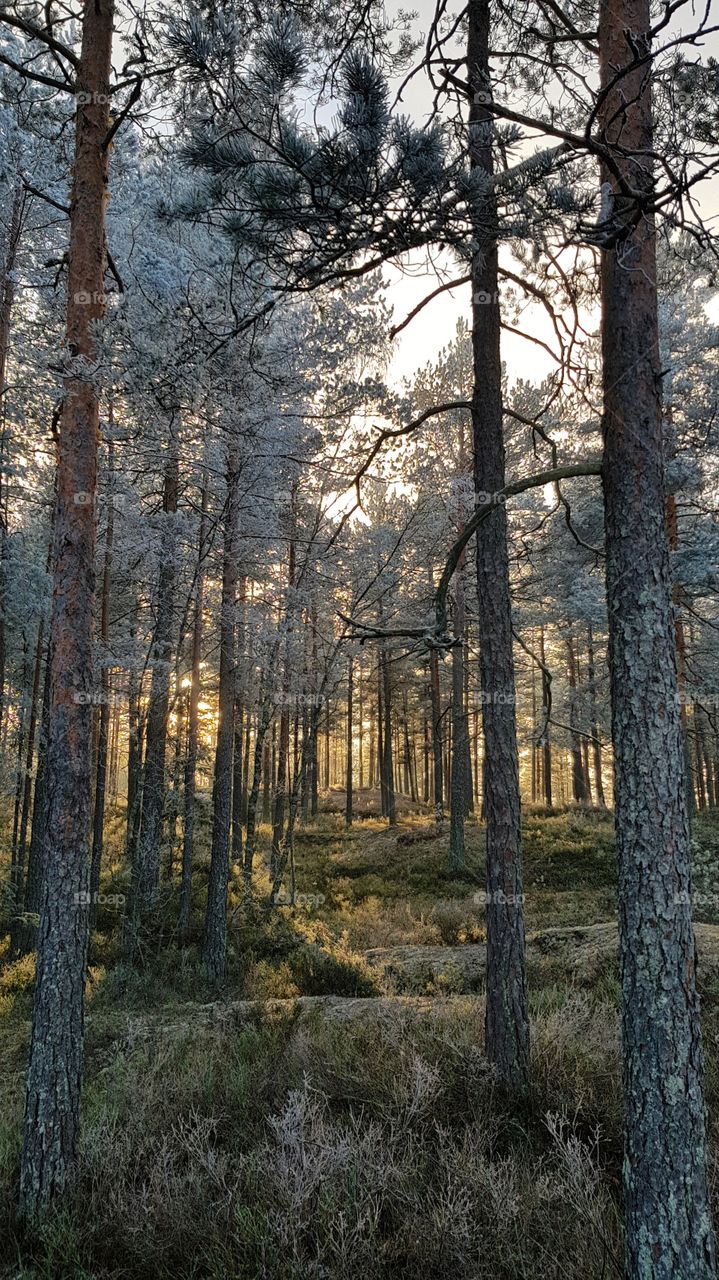 Frosty pine trees