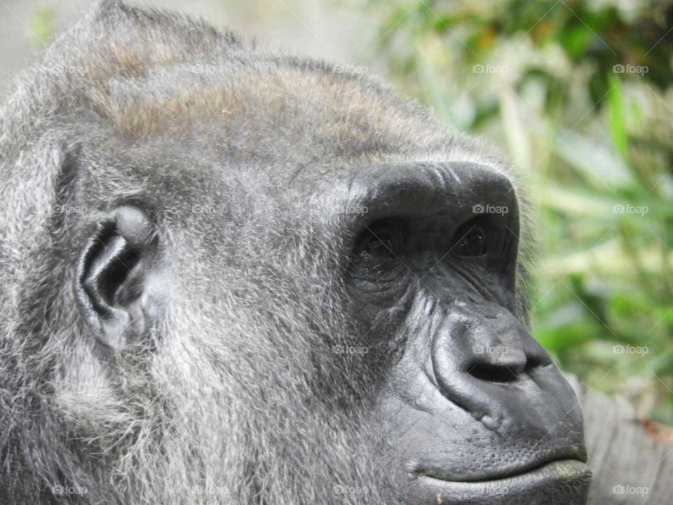 up close face of gorilla