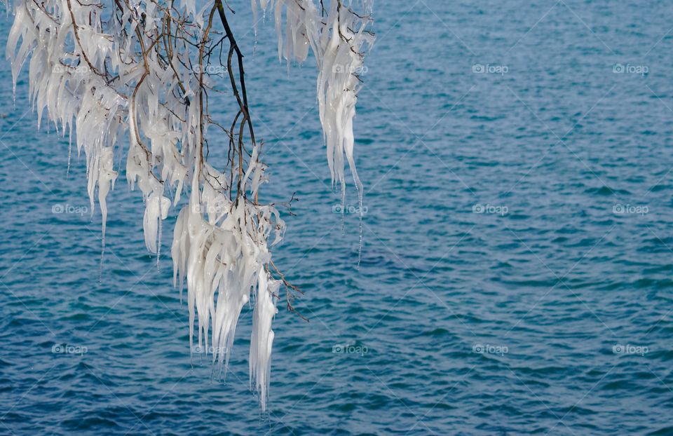 Melting icicles on bare tree