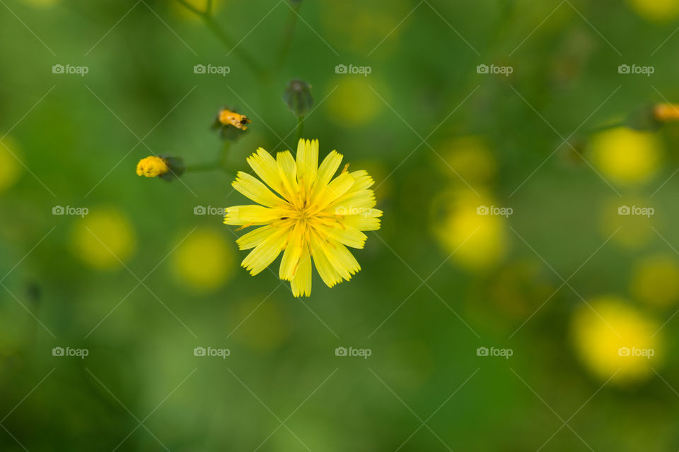 yellow flower