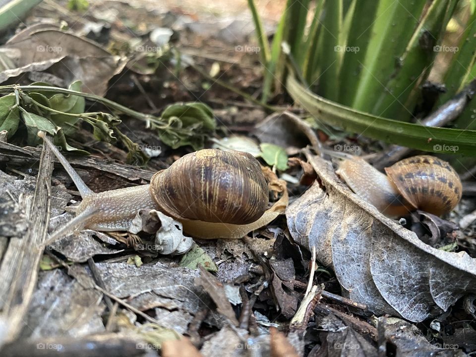 Snail