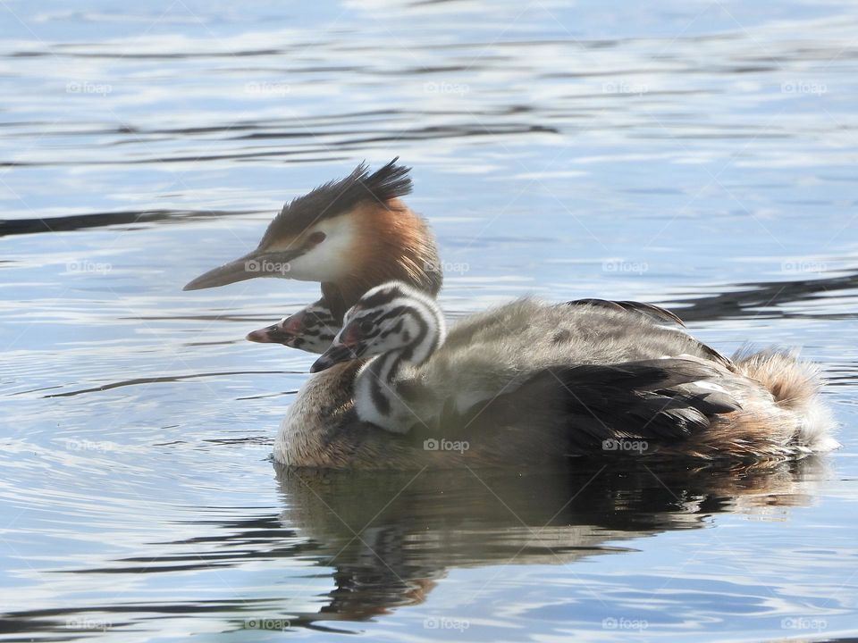 A grebe with its young