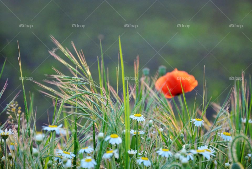 Beautiful gentle spring