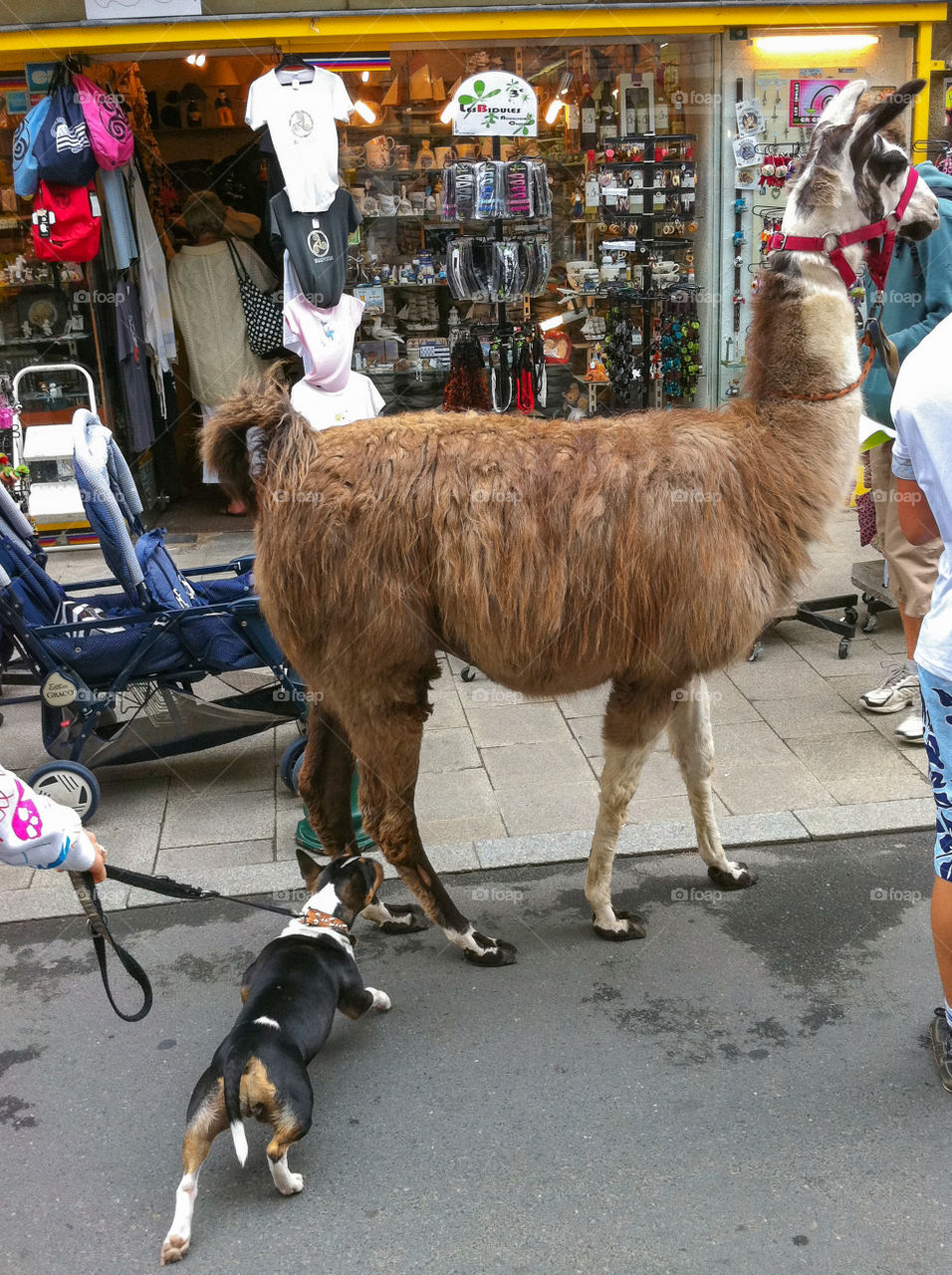 Alpacas alpagas
