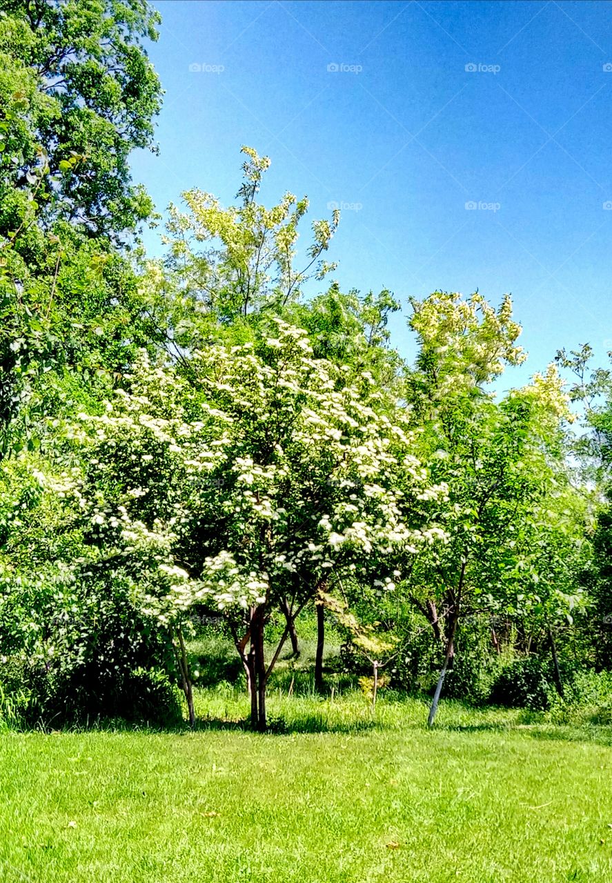 Tree, Landscape, Nature, Season, Park