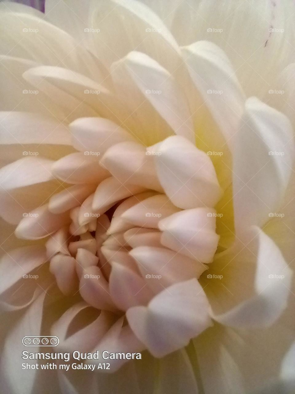 the wondrous Dahlia