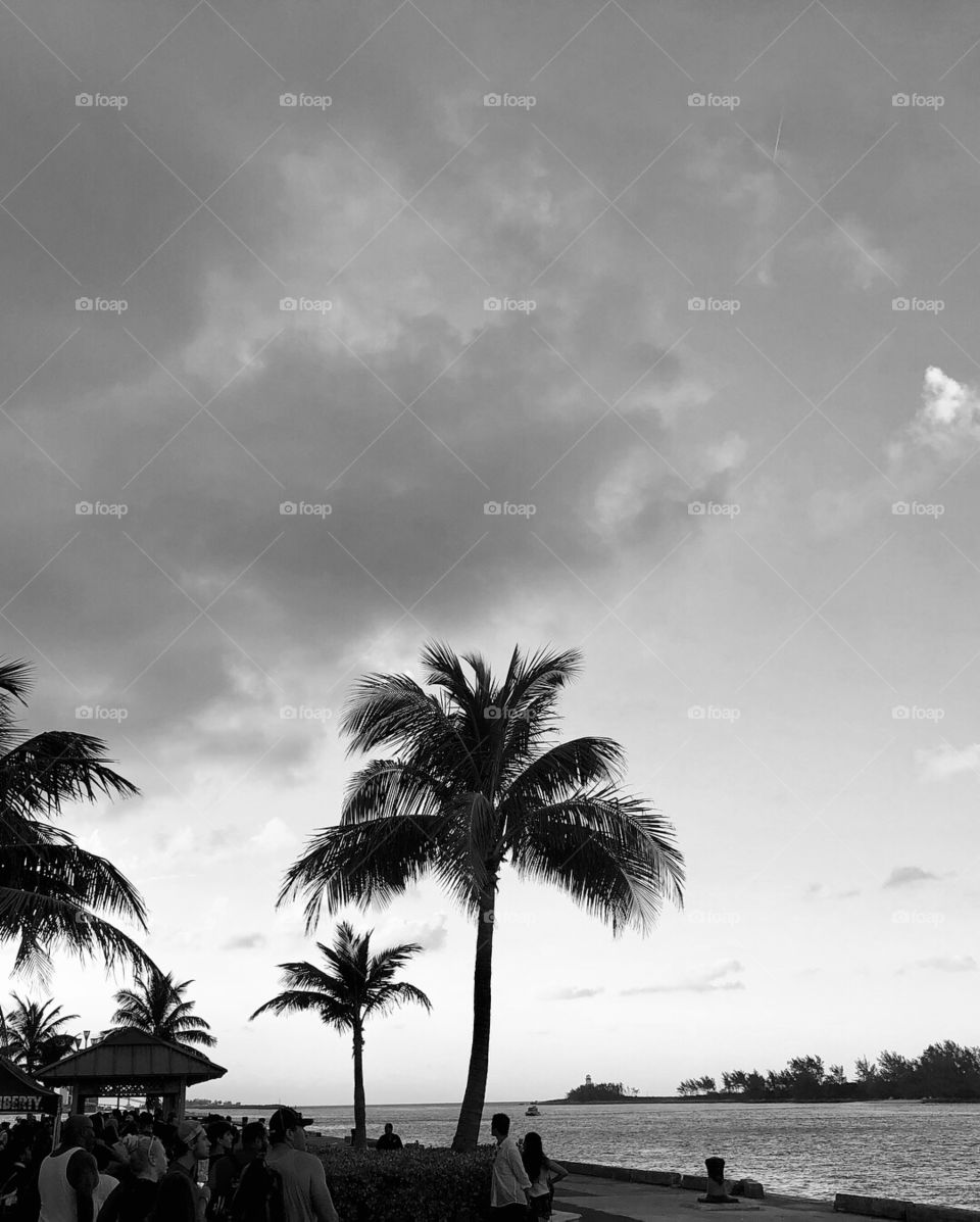 Beautiful port and palm trees, Nassau, Bahamas.