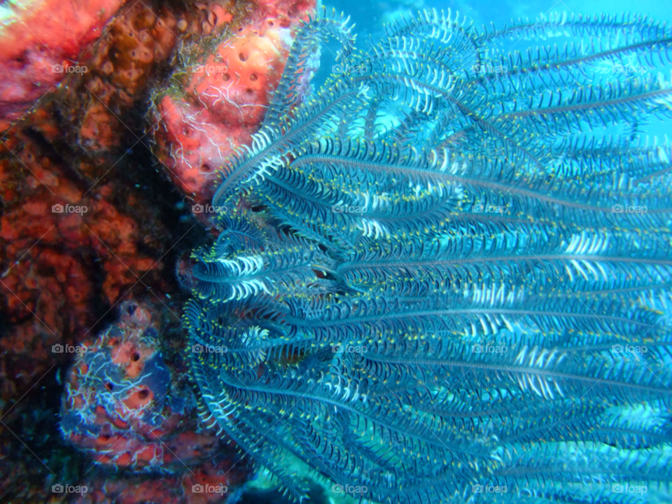 Underwater, Fish, Invertebrate, Coral, Ocean