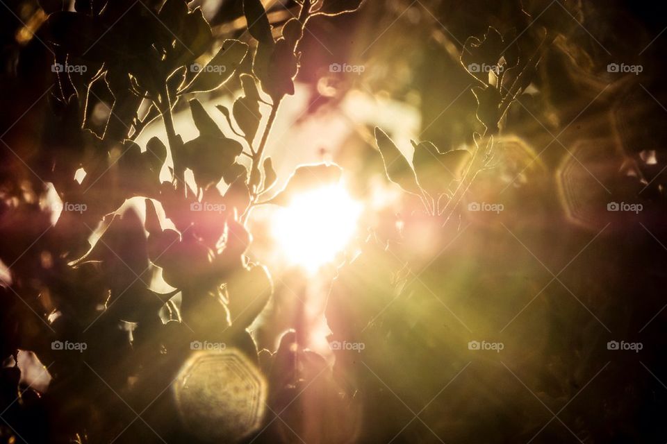 Sun rays through leafs