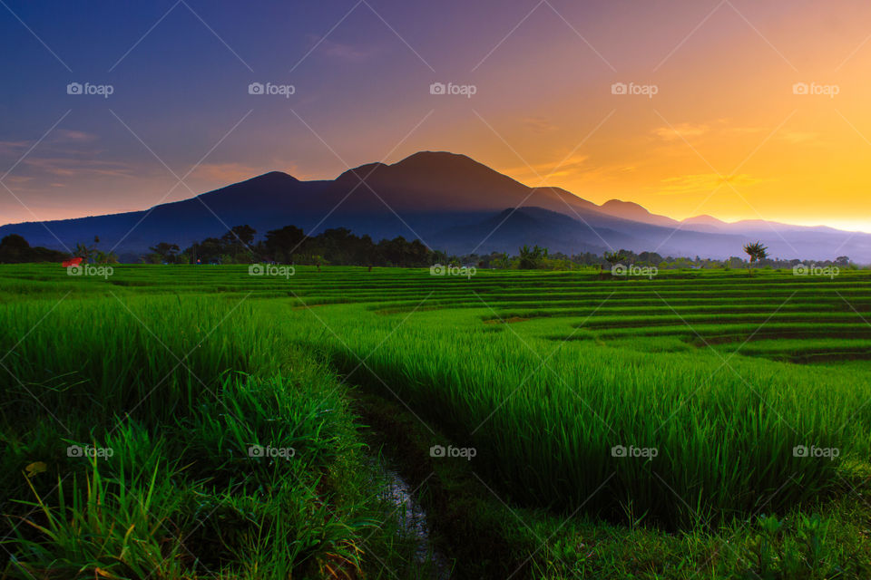Sunrise moment at paddy fields in north bengkulu indonesia