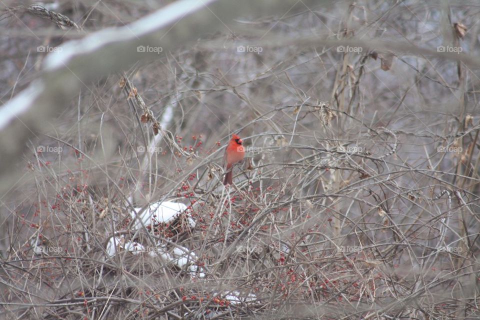 Cardinal in Red