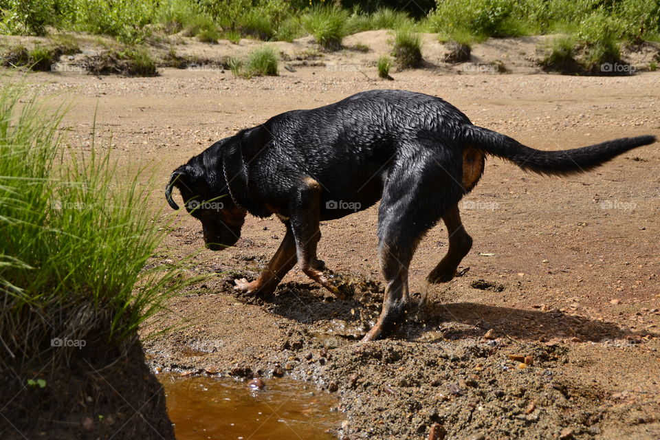 Digging dog