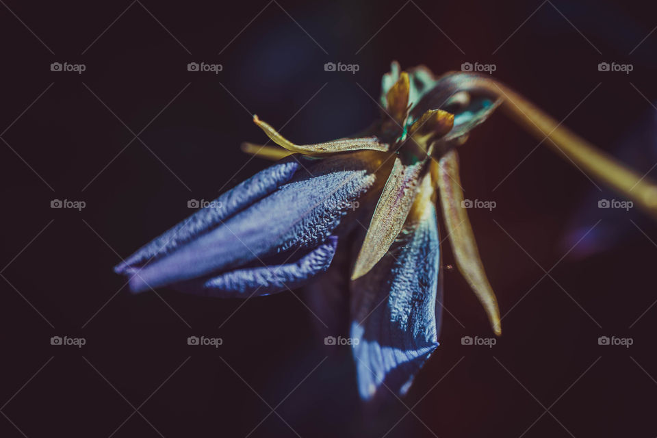 Blue flower on a dark background