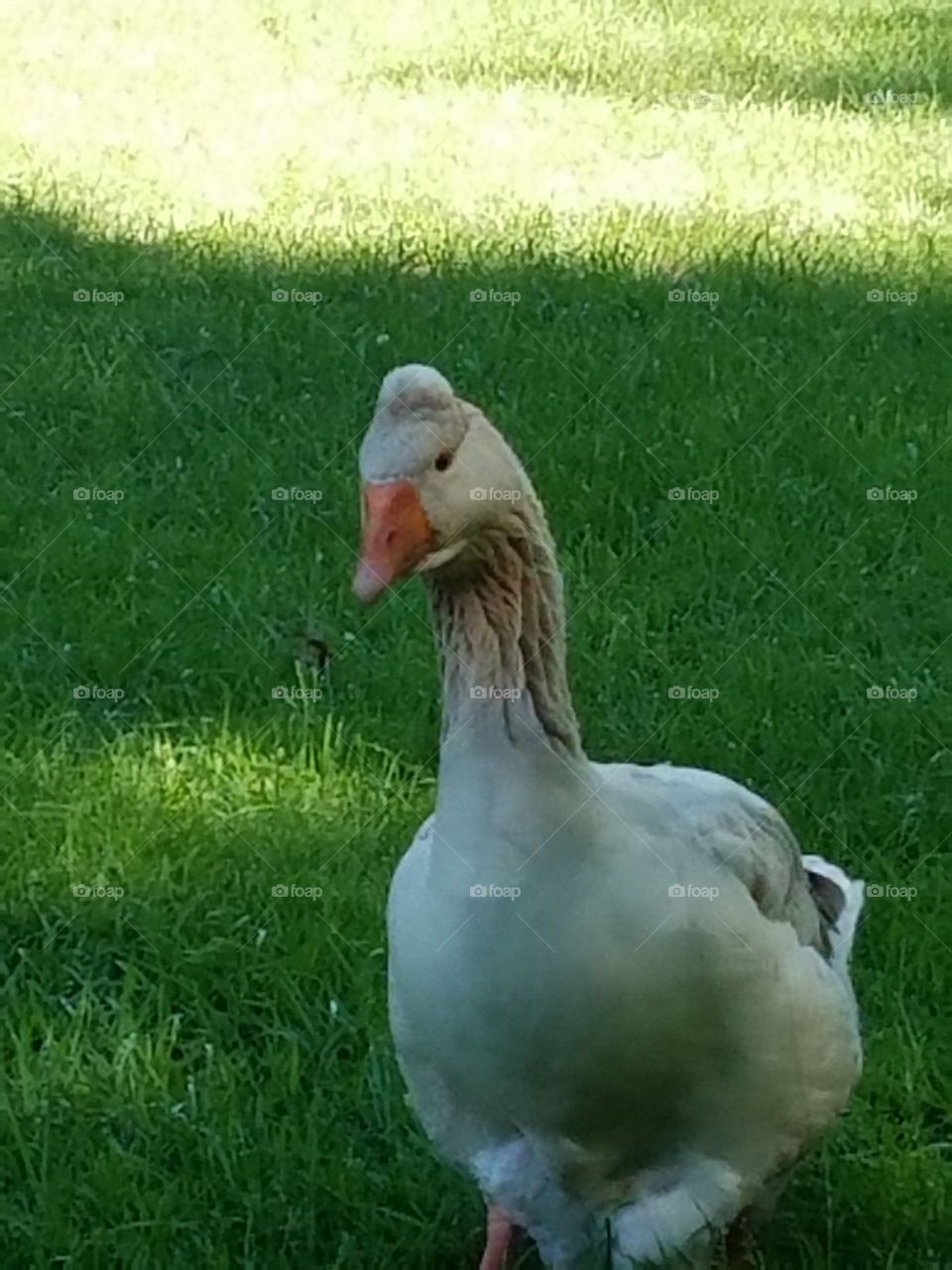 Goose