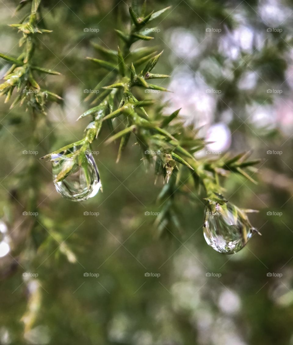 Rain drops on the evergreen tree