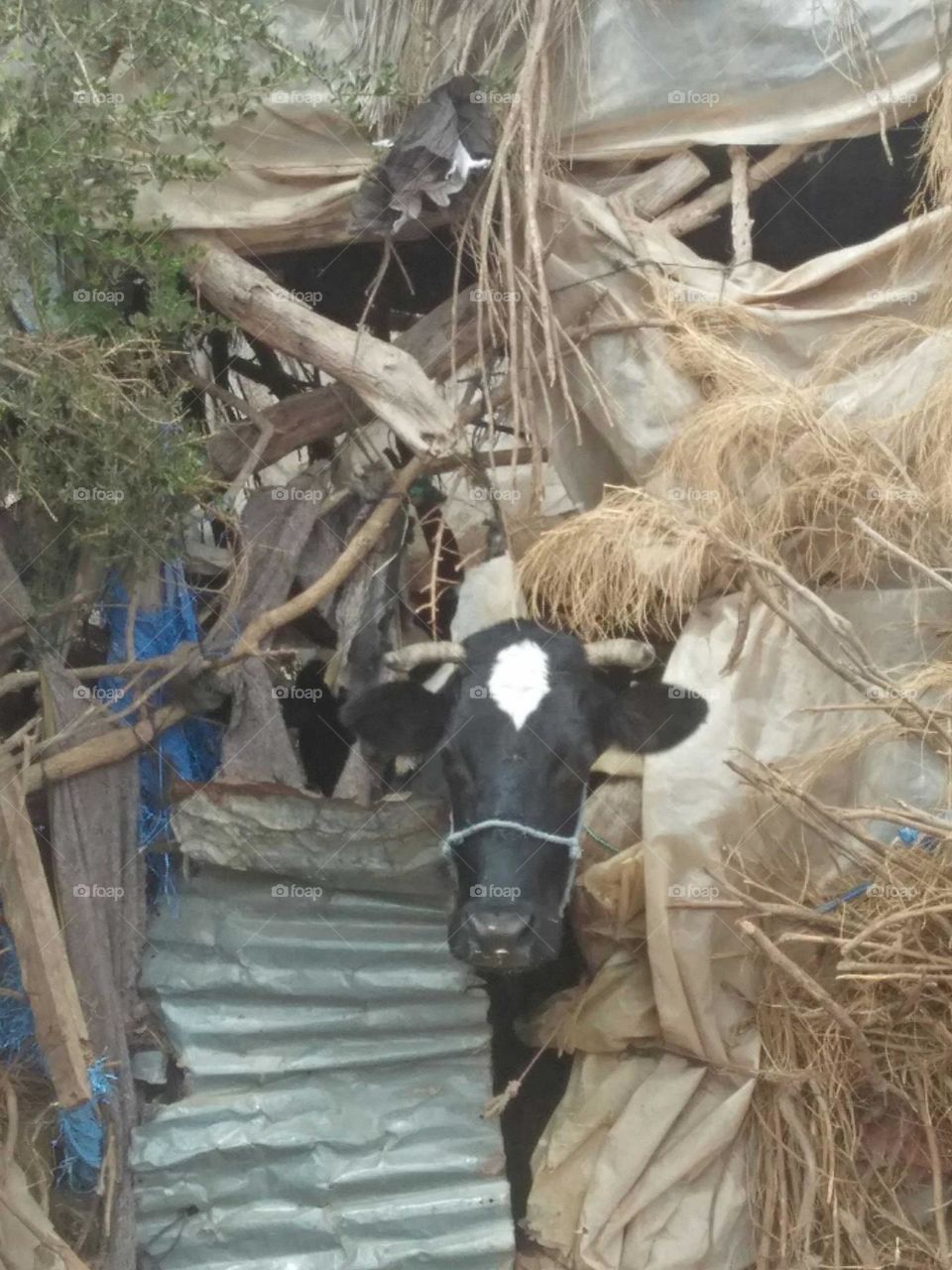 Beautiful black cow looking at camera.