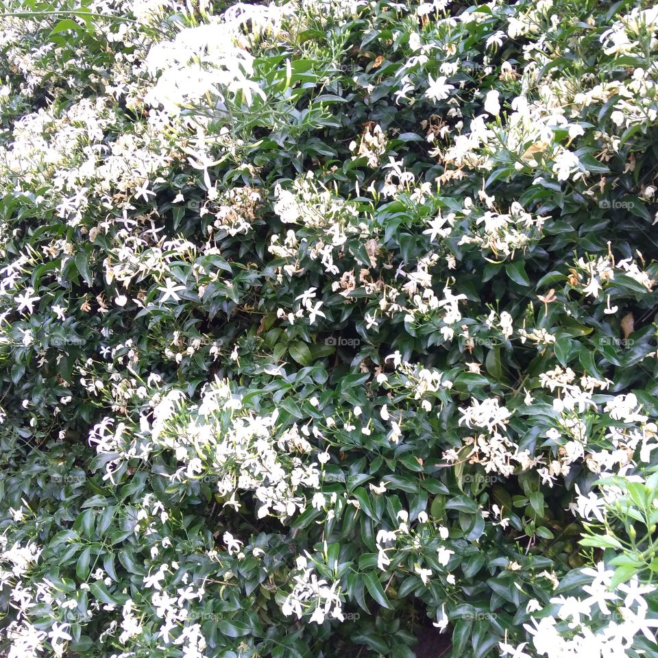 Trachelospermum jasminoides