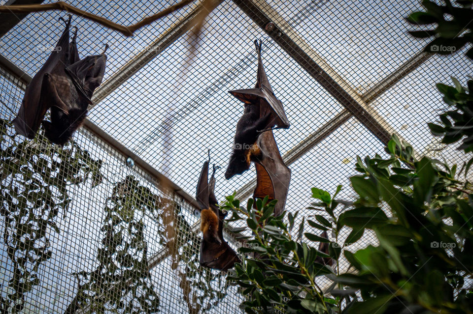 Three bats in a greenhouse spreading wings close-up