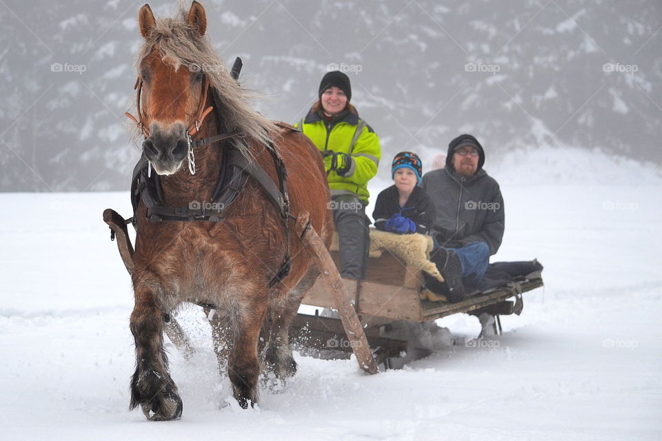 Family riding horse cart