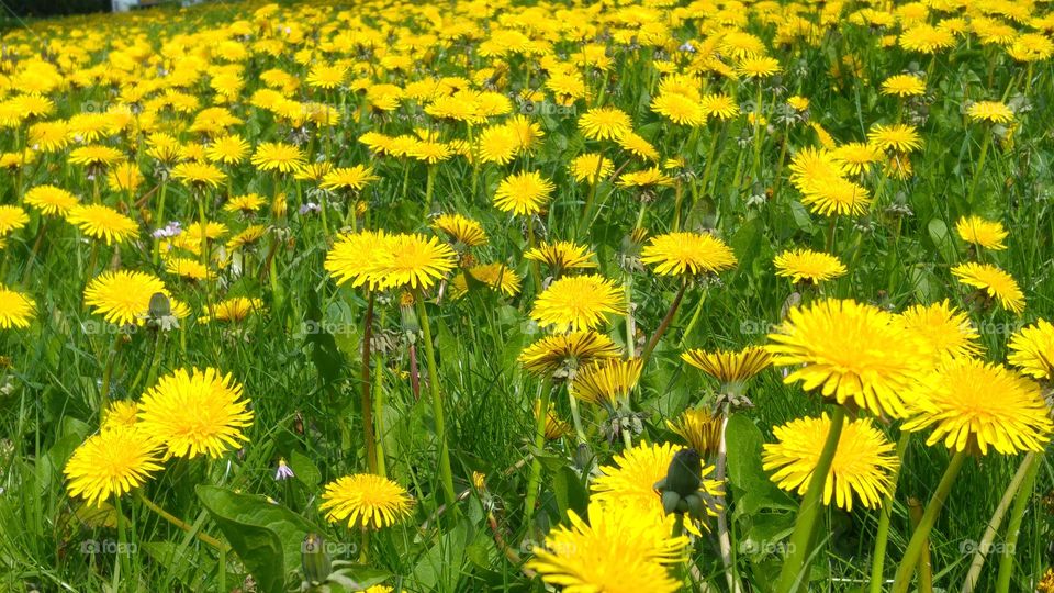 field of yellow dandelions flowers in grass meadow