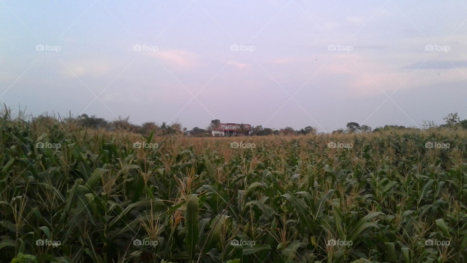 the beauty of the natural landscape of corn fields near the countryside