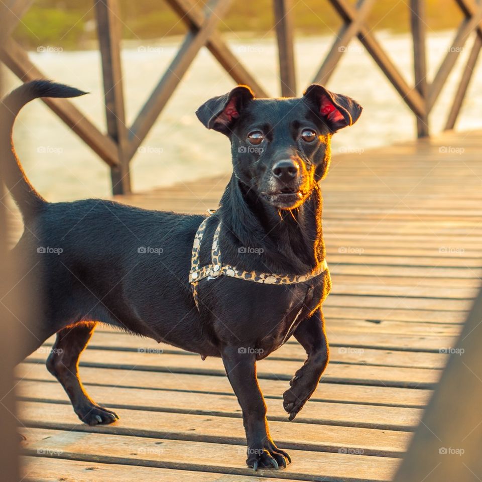 Dog facing the camera
