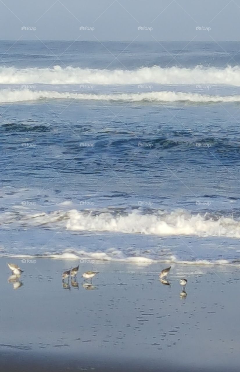 birds, ocean, sea, water, waves, sand, sky,