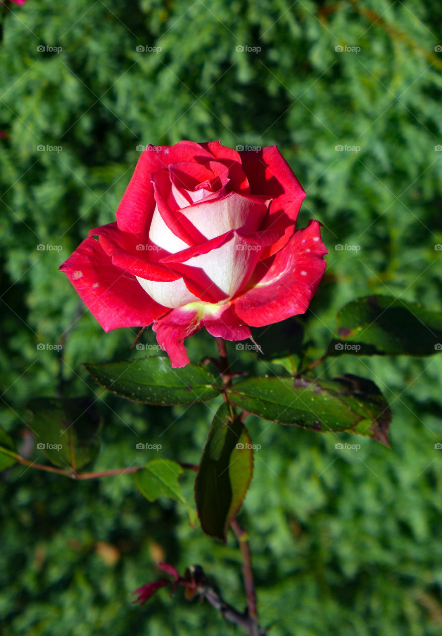 Red rose, flower