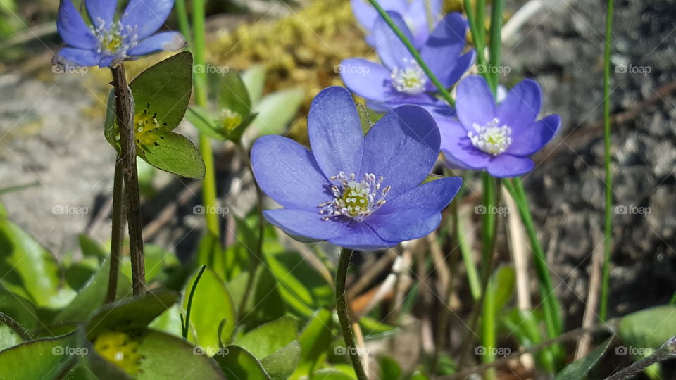 Hepatica